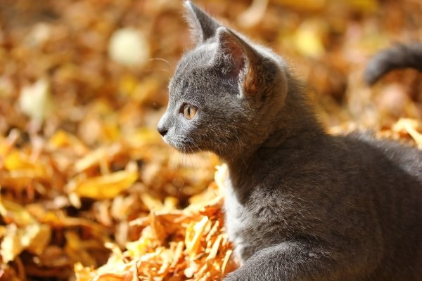 Осенние британские коты