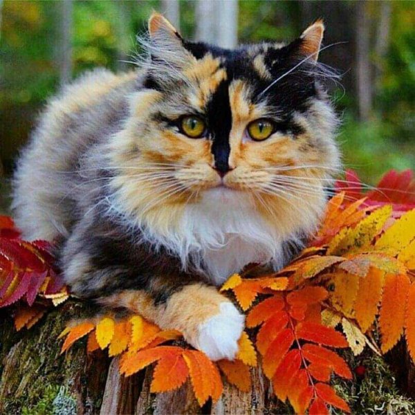 Кошки осенью