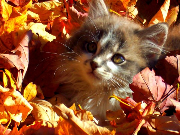 Коты в осенней листве