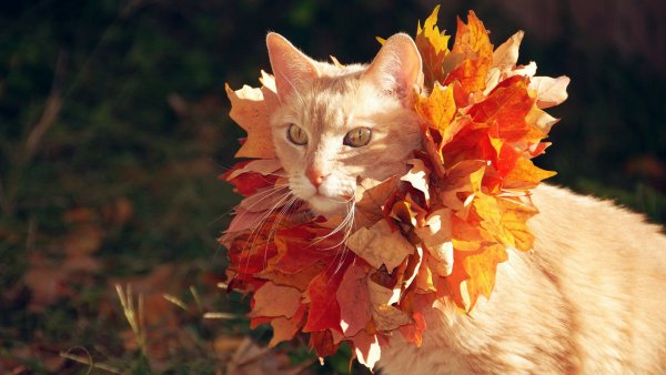 Кошки осенью