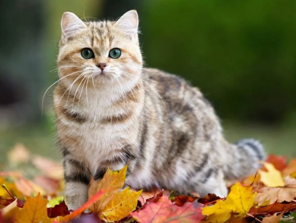 Британская кошечка Кьяра