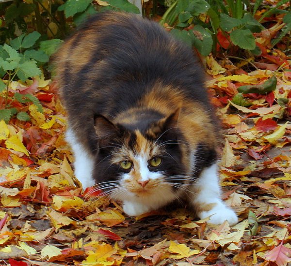 Кошка осень