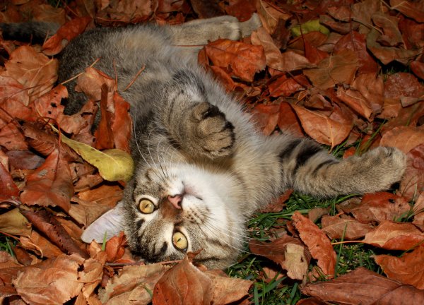Кот в листве осень
