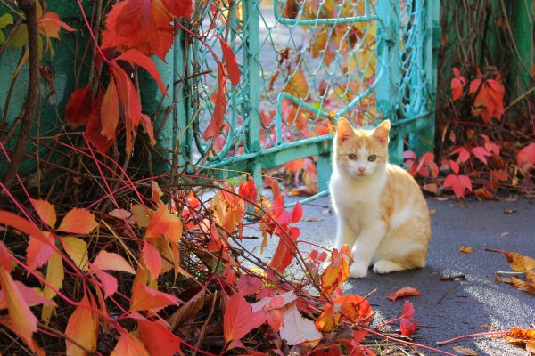 Кот осень