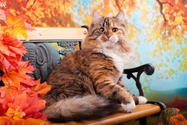 Британская кошка осень