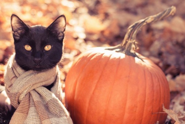 Кошки осенью