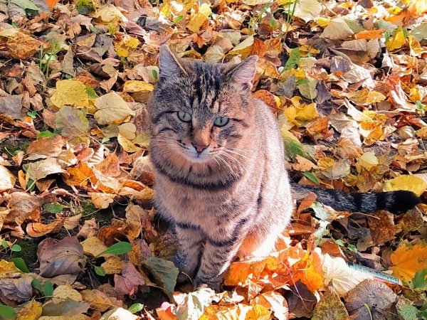 Осенний котик