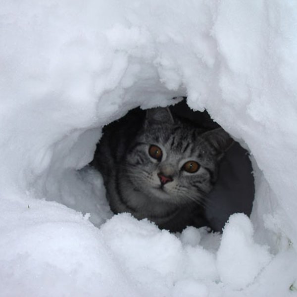 Кота замело снегом