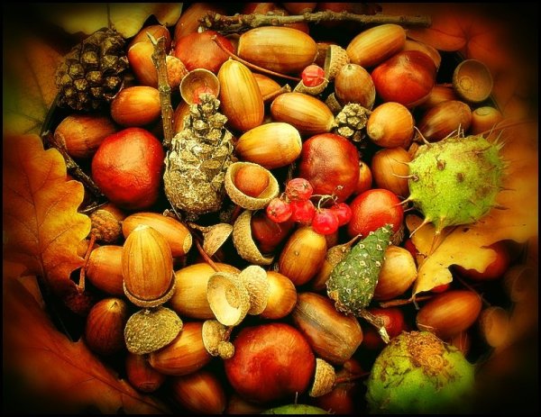 Осенние плоды