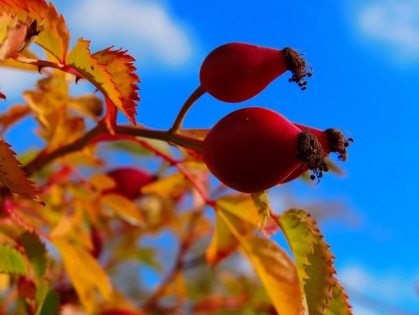 Шиповник осень