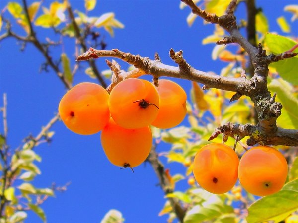 Желтые осенние плоды