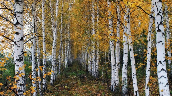 Березовая роща Алтайский край