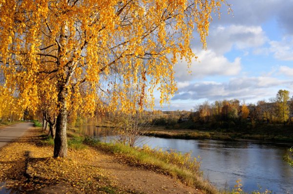 Осень береза у реки