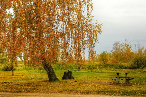 Береза повислая осенью