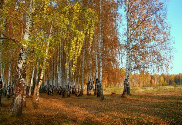 Осенняя Березка