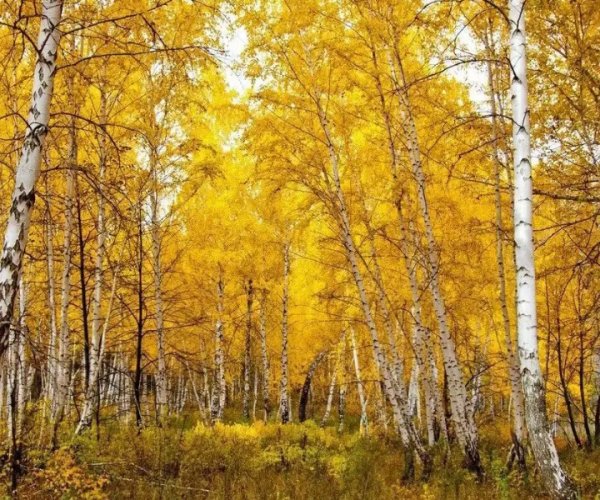 Золотая Березовая роща осенью