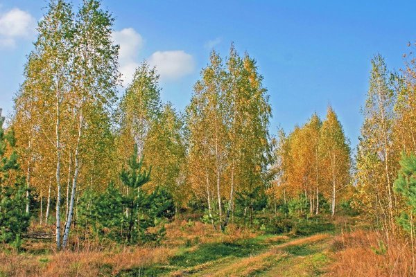 Березка осенью