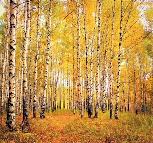 Березовая роща Золотая осень