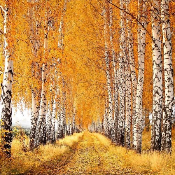 Отговорила роща Золотая Березовая роща осень
