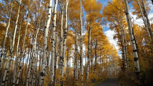 Березовая роща осенью