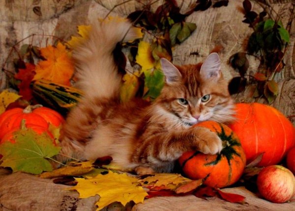 Кошка осень