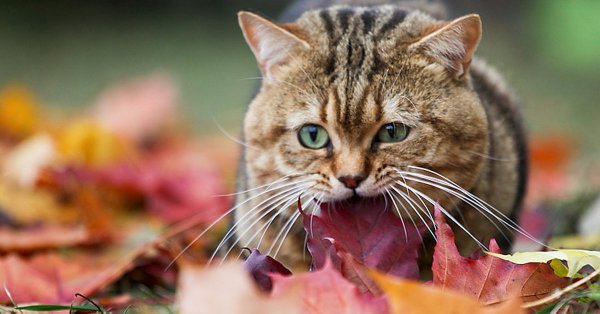 Кот осень
