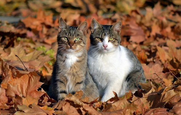 Коты и осень