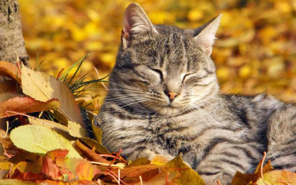 Кот в листве