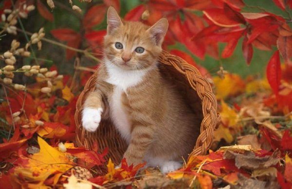 Осенний котенок