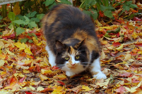 Кошка осень