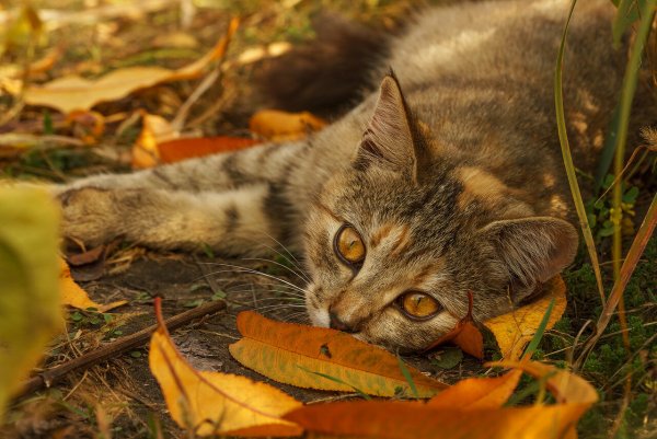 Осенний котенок