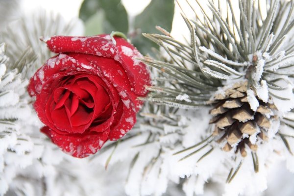 Зимние цветы