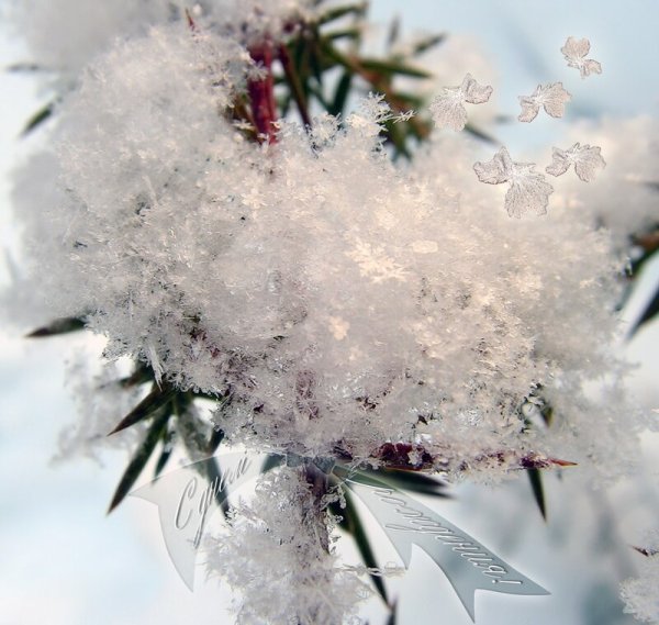 Снежный букет Снежинка