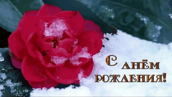 Поздравление цветы на снегу