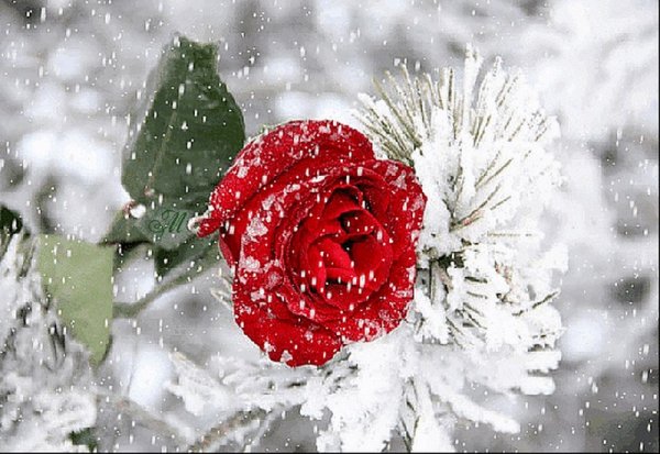 Букет цветов на снегу