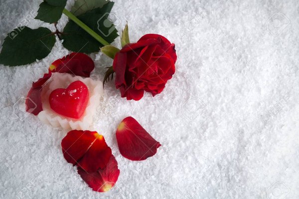 Лепестки роз на снегу