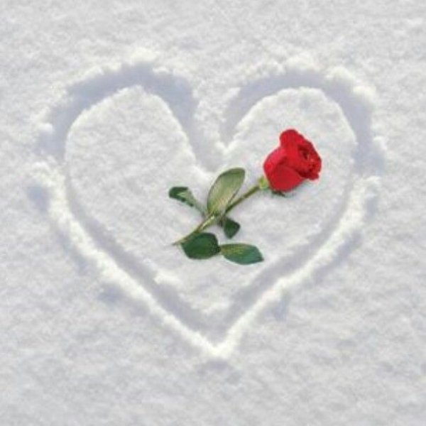 Роза на снегу в сердце