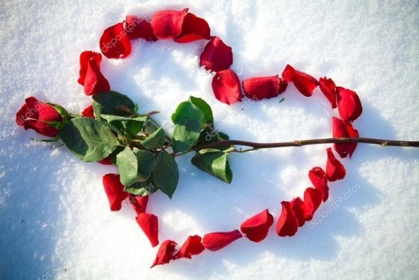 Сердце из лепестков роз на снегу