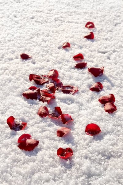 Фотосессия на снегу с лепестками роз
