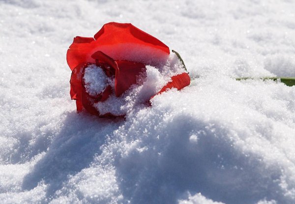 Ледяная роза