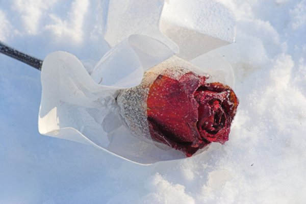 Лепестки роз на снегу