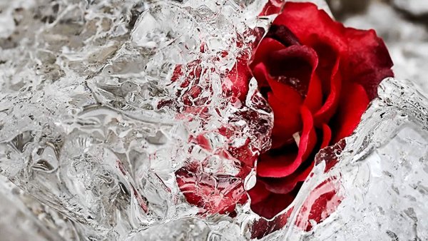 Разбитые цветы