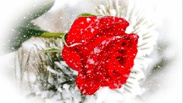 Цветы на снегу анимация