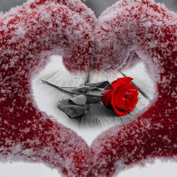 Роза на снегу в сердце