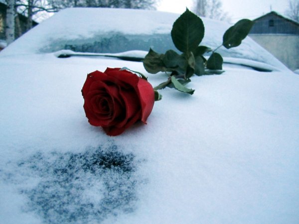 Цветы на машине зимой