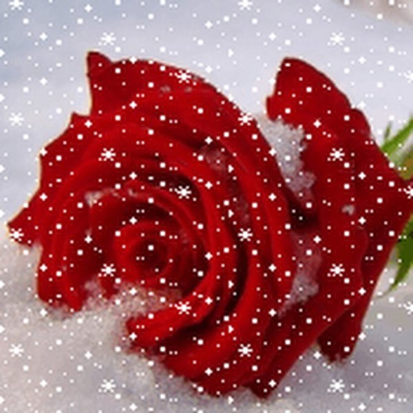 Роза с сердечками на снегу