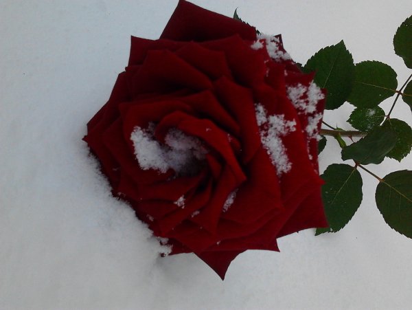 Красная роза на снегу