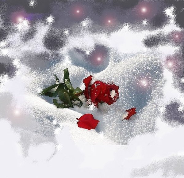 Красные цветы на снегу