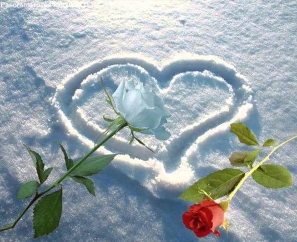 Открытки розы на снегу