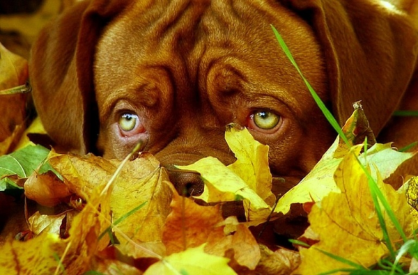 Осеннее настроение